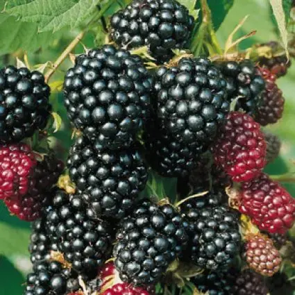 Trending | Braam (Rubus fruticosa ‘Thornless Evergreen‘)