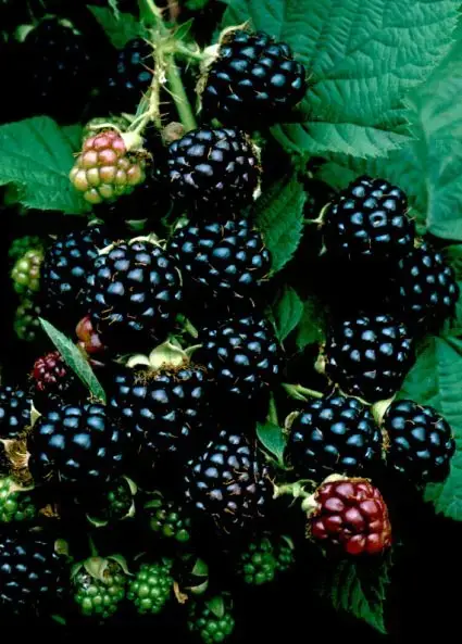 Braam (Rubus fruticosa ‘Himalaya‘) - Premiumkwaliteit