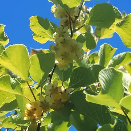 Kiwiplant (Actinidia deliciosa ‘Boskoop‘) | Fabrieksprijs