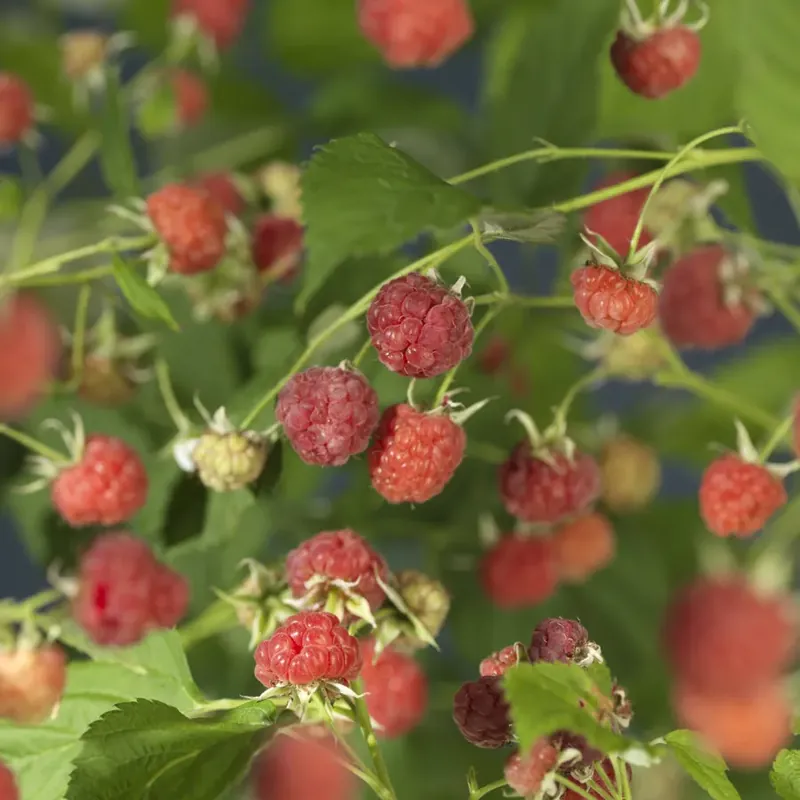 Nieuw binnen - Framboos (Rubus idaeus ‘Malling Promise‘)