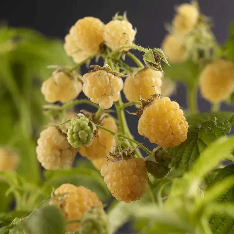 Framboos (Rubus idaeus ‘Fallgold‘) - Nieuw binnengekomen