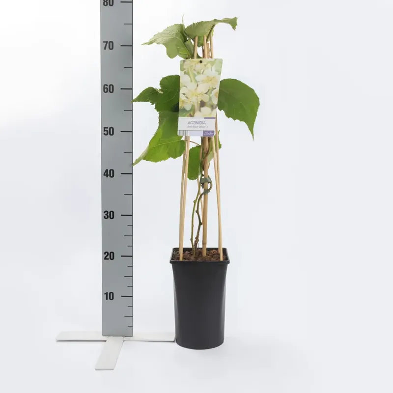 Nog maar enkele beschikbaar | Kiwiplant (Actinidia ‘Atlas‘)