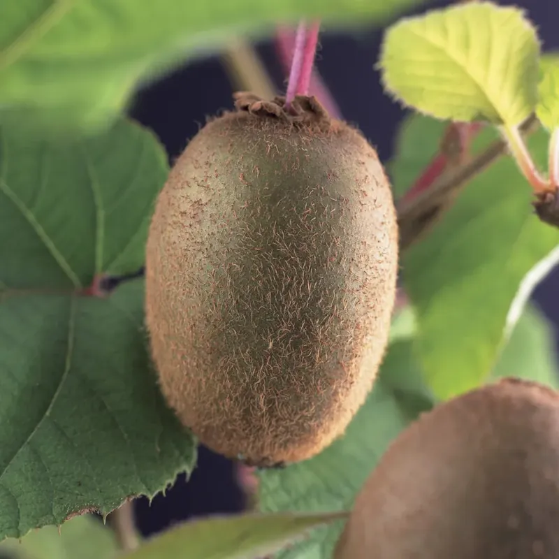 Kiwiplant (Actinidia ‘Jenny‘) | Verlaagde prijs