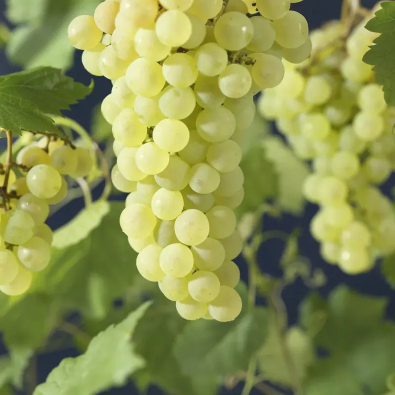 Meest verkocht | Witte Druif (Vitis ‘Vroege van der Laan‘)