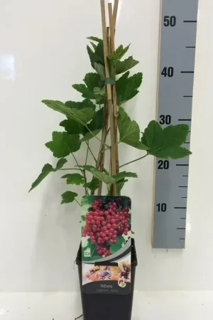Aalbes (Ribes Rubrum) | Aanbieding
