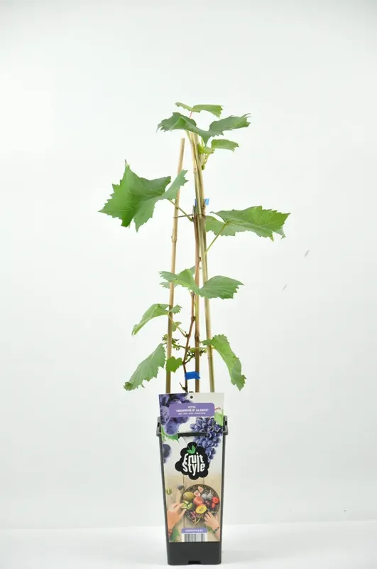 Snelle levering | Blauwe druif (Vitis ‘Triomph d‘Alsace‘)