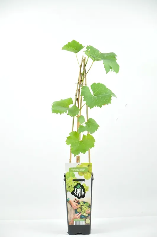 Witte druif (Vitis ‘White Muscat‘) - Flitsaanbieding