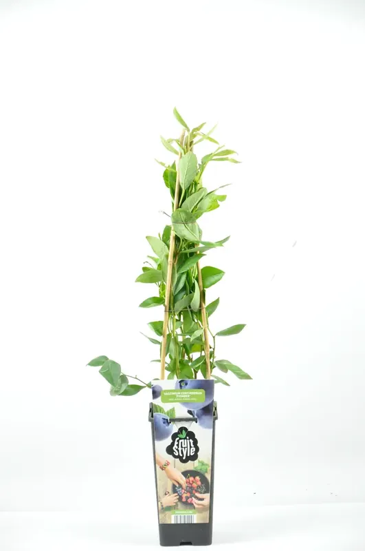 Professionele kwaliteit - Bosbes (Vaccinium corymbosum ‘Pioneer’)