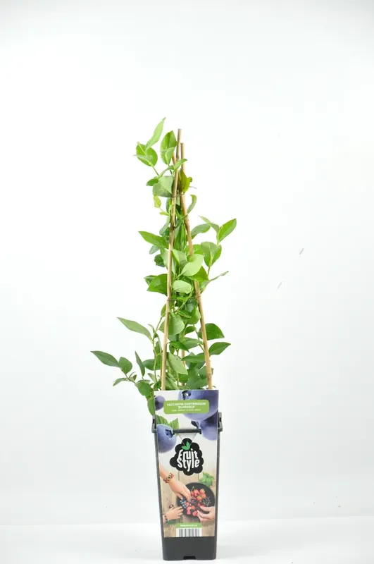 Online kopen - Bosbes (Vaccinium corymbosum ‘North Blue’)