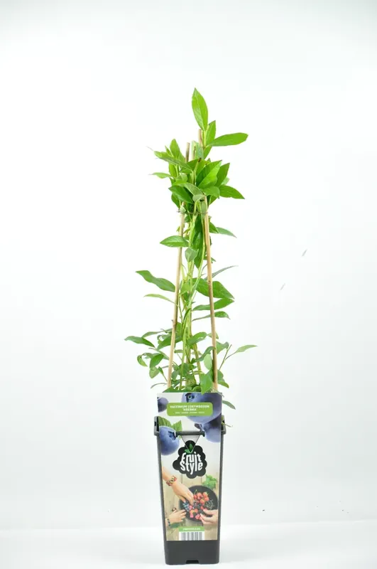 Aanrader | Bosbes (Vaccinium corymbosum ‘Heerma’)