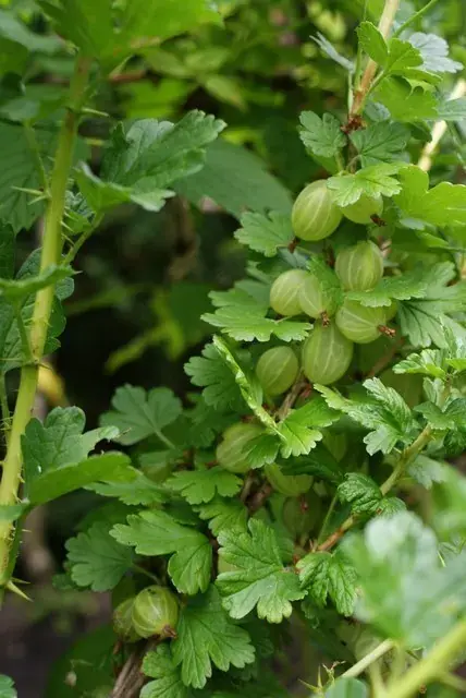Groene Kruisbes (Ribes uva-crispa ‘Hinnonmaki Grön‘) | Populair