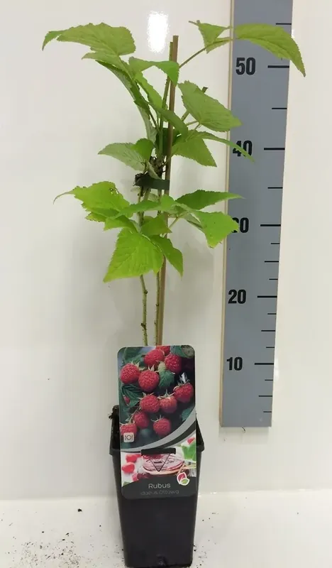 Beste prijs | Framboos (Rubus Idaeus ‘Ottawa‘)