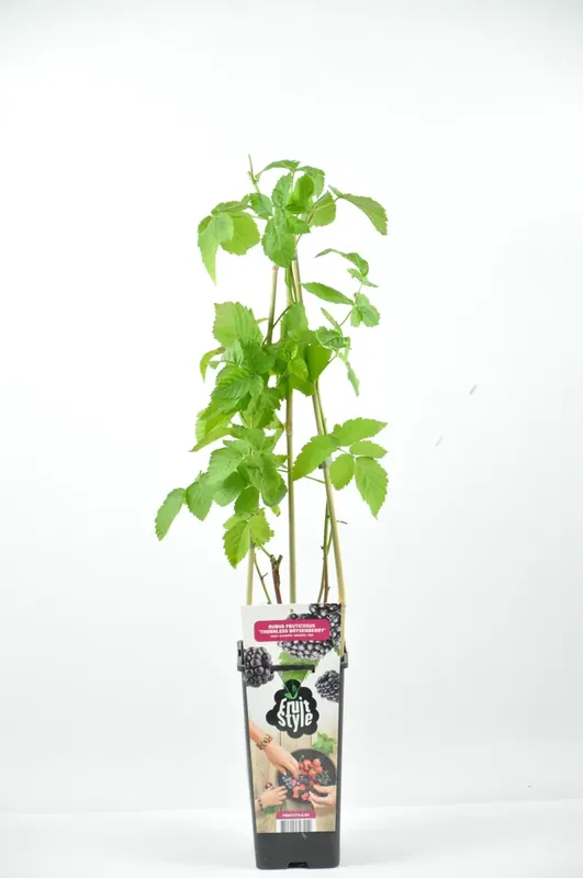 Bestelbaar | Braam (Rubus frut.‘Thornless Boysenberry‘)