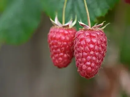 Fabrieksprijs | Framboos (Rubus idaeus ‘Tulameen‘)