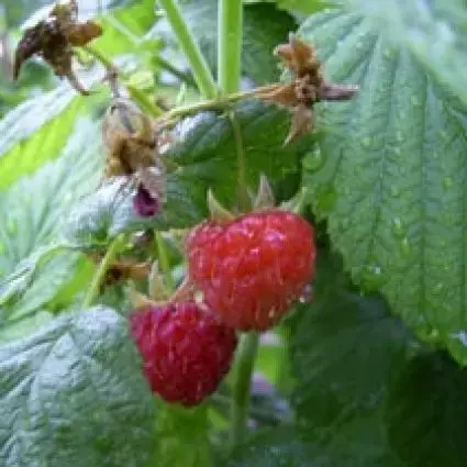 Zojuist toegevoegd | Framboos (Rubus idaeus ‘Glen Ample‘)