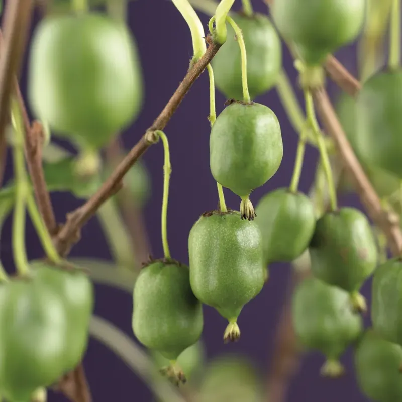 Kiwibes (Actinidia arguta ‘Issai‘) | Net binnen