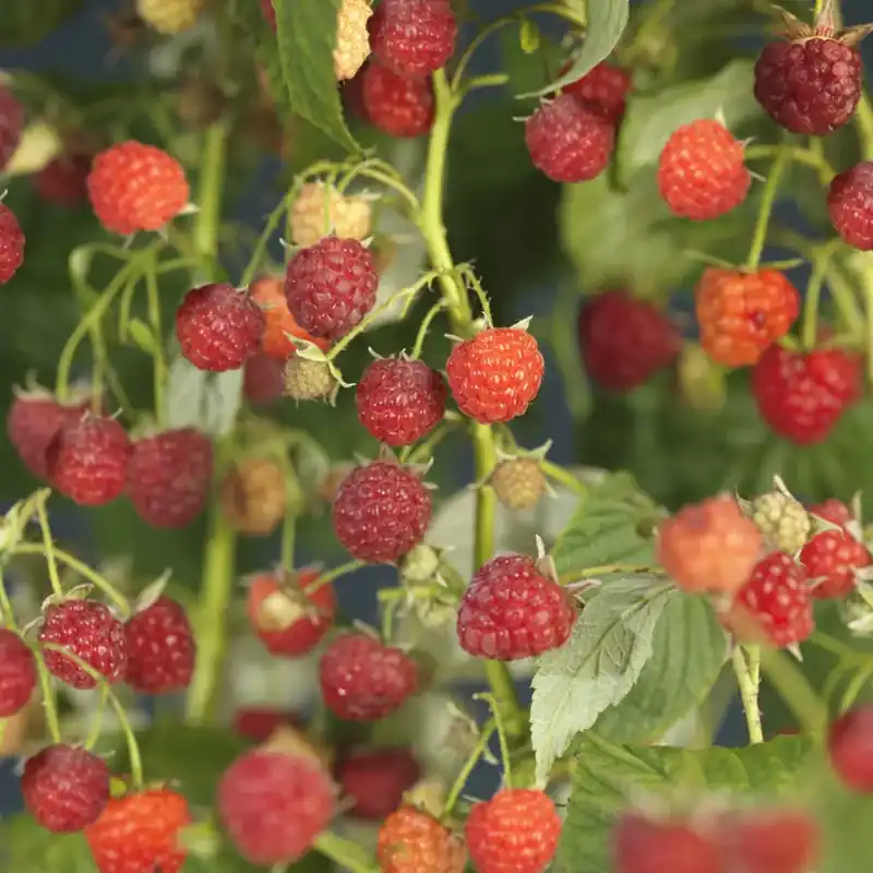 Meest verkocht - Framboos (Rubus idaeus ‘Autumn Bliss‘)