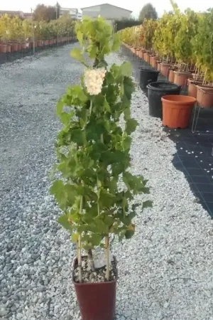 Witte druif (Vitis vinifera ‘Suzi‘) - Topkwaliteit