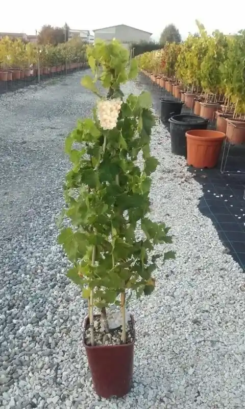 Witte druif (Vitis vinifera ‘Suzi‘) - Topkwaliteit