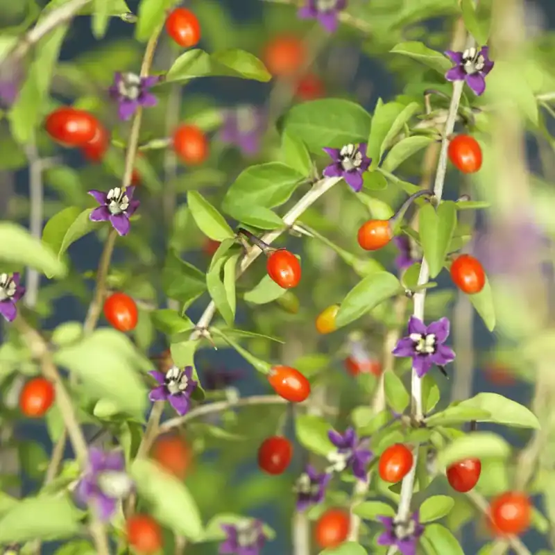 Boksdoorn (Lycium Barbarum) - Profiteer nu