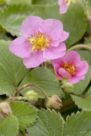 Actie | Aardbei (Fragaria ‘Frel‘)