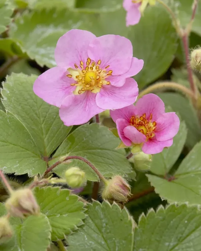 Actie | Aardbei (Fragaria ‘Frel‘)