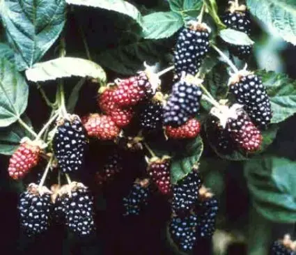 Voorraad bijna op - Braam (Rubus fruticosa ‘Chester Thornless‘)