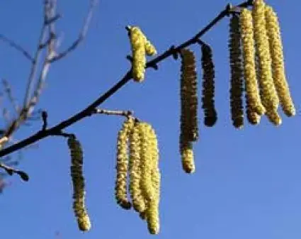 Klantfavoriet - Hazelaar/Hazelnoot (Corylus avellana ‘Cosford‘)