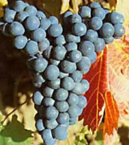 Dagdeal - Blauwe druif (Vitis ‘Regent‘)