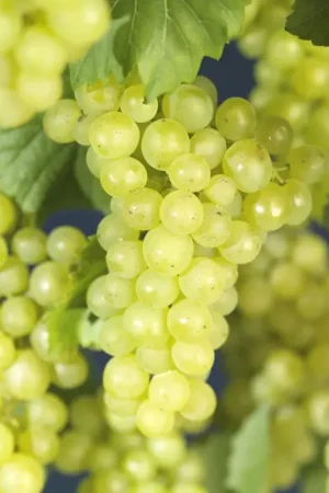 Witte druif (Vitis ‘Bianca‘) | Favoriet van klanten