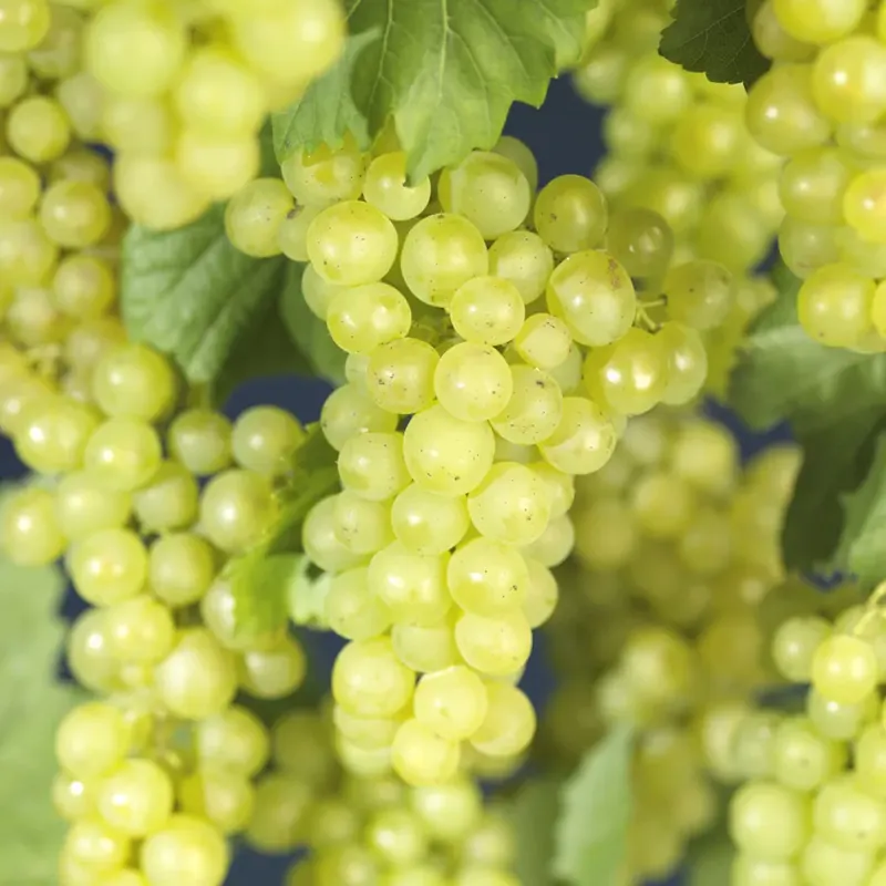 Witte druif (Vitis ‘Bianca‘) | Favoriet van klanten