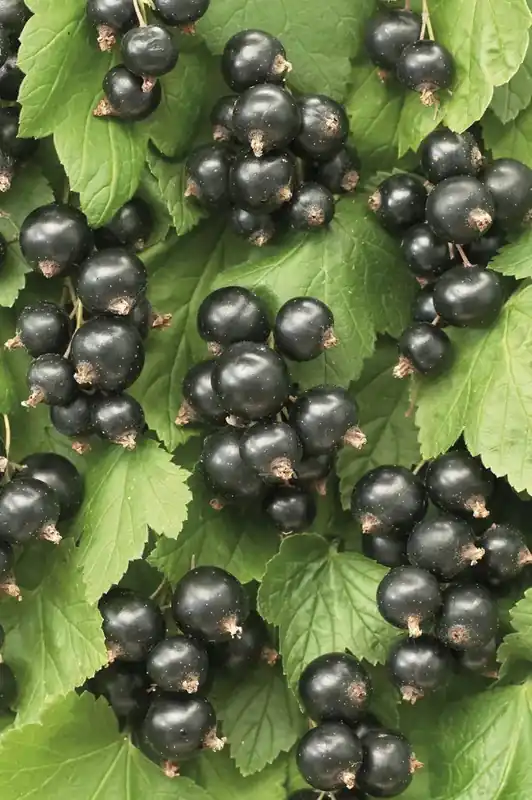 Veel gekozen - Zwarte bes (Ribes nigrum ‘Ben Nevis‘)