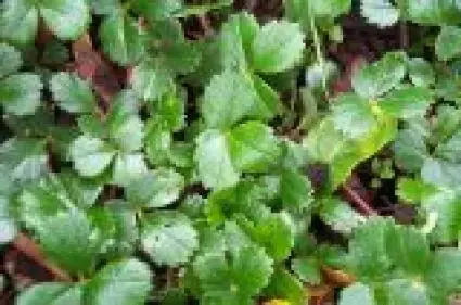Aardbei (Fragaria chiloensis ‘Chaval‘) | Voeg toe aan winkelwagen