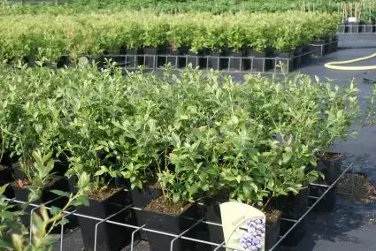 Blauwe bes (Vaccinium corymbosum ‘Bluecrop‘) | Populair