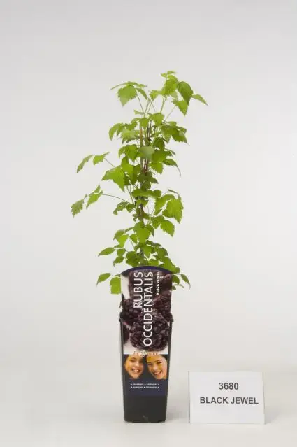Professionele kwaliteit - Framboos (Rubus occidentalis Black Jewel)