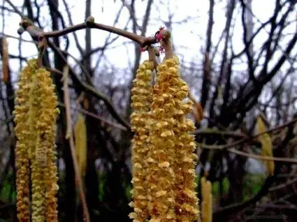 Hazelaar/Hazelnoot (Corylus avellana ‘Webb‘s Prize Cob‘) | Voorraad bijna op