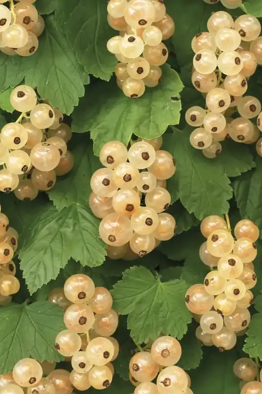 Klaar voor verzending | Witte bes (Ribes rubrum ‘Witte Parel‘)