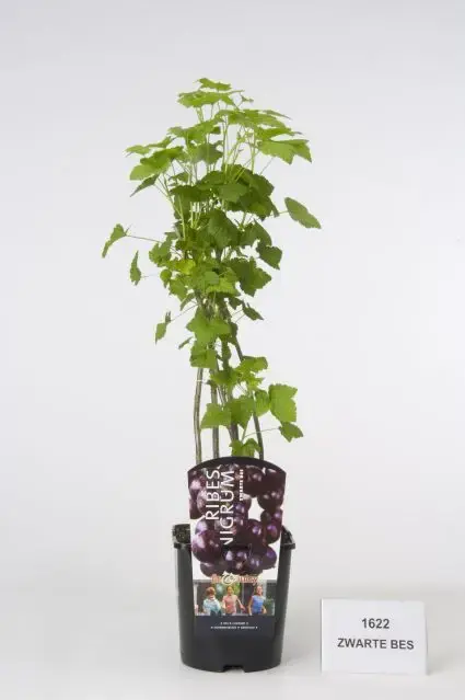 Zwarte bes (Ribes nigrum ‘Ben Tirran‘) - Korting
