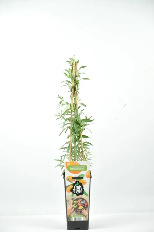 Duindoorn (Hippophae rhamnoides ‘Friesdorfer Orange‘) - Vanaf nu beschikbaar
