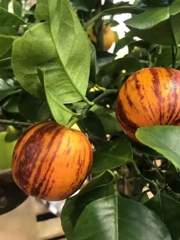 Direct beschikbaar | Sinaasappel (Citrus sinensis ‘Arcobal‘)