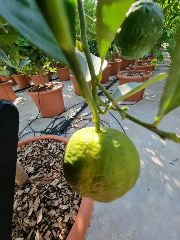 Limoen (Citrus limetta ‘purscha‘) - Actieprijs