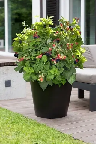 Braam Brazelberry (Rubus fruticosus ‘Baby Cakes’) | Op voorraad