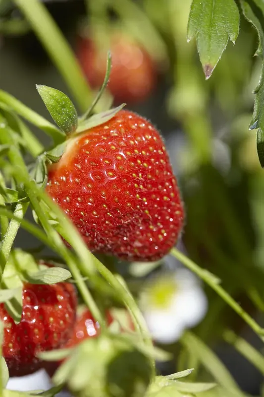 Aardbei (Fragaria ananassa ‘Tago’) | Nieuw