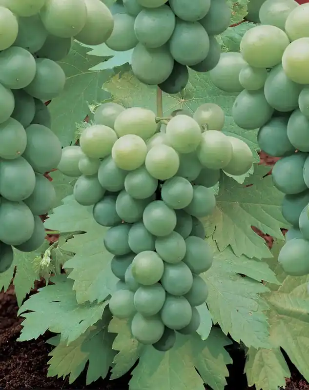 Veel gekozen - Witte druif (Vitis ‘Riesling‘)