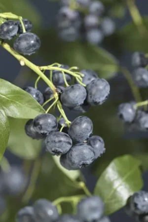 Aanbieding | Amerikaanse Bosbes (Vaccinium corymbosum ‘Jersey‘)