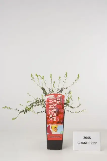 Voordeelprijs | Veenbes (Vaccinium macrocarpon Cranberry)