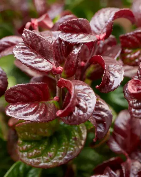 Druifheide (Leucothoe axillaris ‘ Curly Red‘) | Veel voordeel