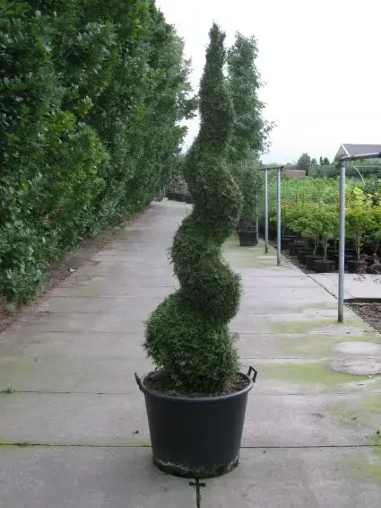 Bijna uitverkocht | Conifeer als spiraal (Thuja occidentalis ‘Smaragd‘)