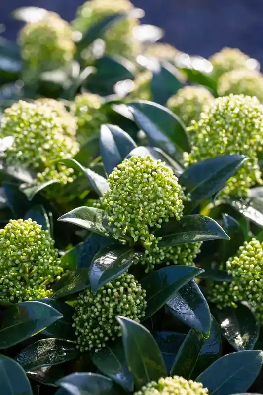 Skimmia (Skimmia japonica ‘White Globe‘) - Hoge kwaliteit