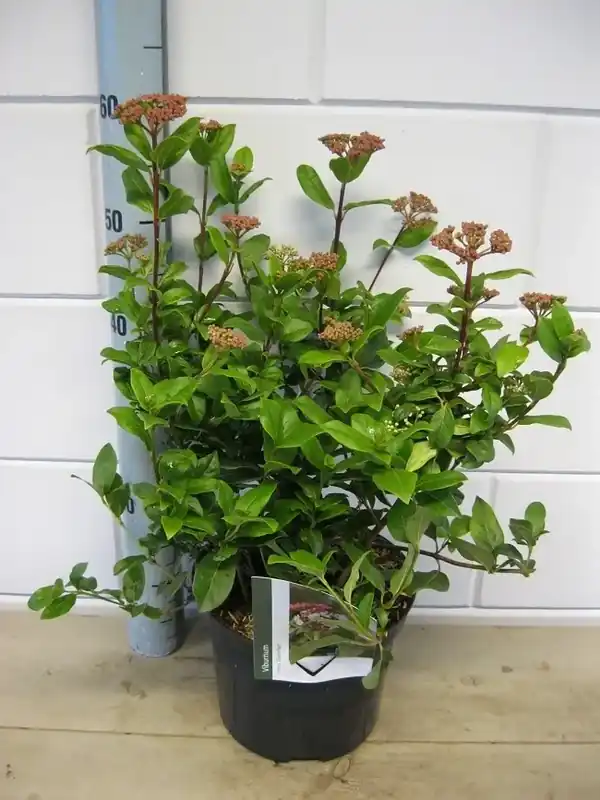 Sneeuwbal (Viburnum tinus ‘Gwenllian‘) - Veilig winkelen